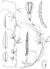 Image result for Galactia striata