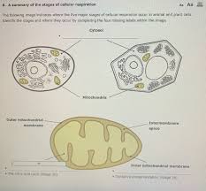 Plant cells respire the same way animal cells do, but respiration is only one part of the process. 6 A Summary Of The Stages Of Cellular Respiration Aa Chegg Com