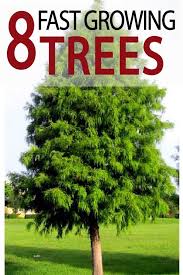 8 Fastest Growing Trees Garden Lovin Fast Growing Trees Fast Growing Shade Trees Growing Tree