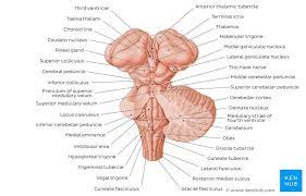 / brainstem nuclei mediate baroreflex adjustments in efferent sympathetic and parasympathetic traffic. Brainstem Cranial Nerves Brain Anatomy Nervous System Anatomy
