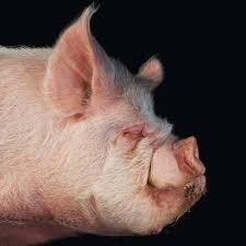 Mother hunting raw average 3.42 / 5 out of 50. We Love Animals So Why Do We Treat Them So Badly Financial Times