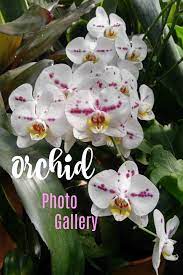 Orchid Photo Gallery Stunning Pictures Of Orchids To Brighten Your Day Orchid Photo Orchids Garden Projects