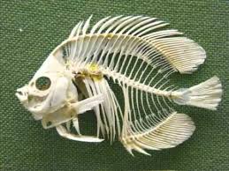 Resultado de imagen de fish skeleton