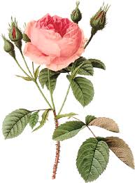 Flores Seni Bunga Gambar Bunga Ilustrasi Bunga