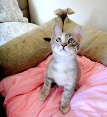 Alice Yuva Ariyor With Images Kitty Cats Animals