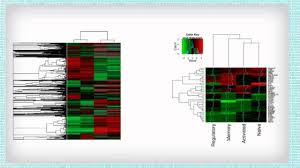 Image result for bioinformatics heatmap