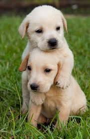 Pin On Perros Lindos
