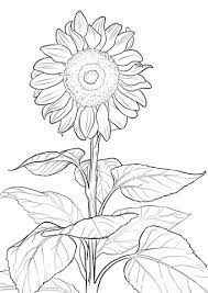 coloriage tournesol coloriages a imprimer gratuits chauve-souris