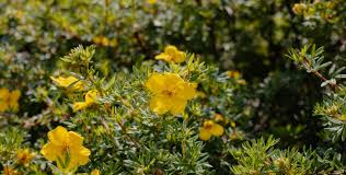 Image result for Zygophyllaceae