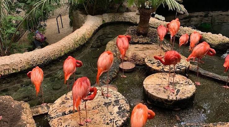 The Dallas World Aquarium - All You SHOULD Know Before Going (2026 Reviews)