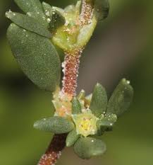 Image result for Trianthema salsoloides