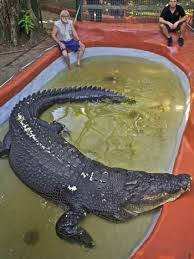 Cassius Is The World S Largest Crocodile He S 17ft 11in Long And Weighs About A Ton Huuuuuuge Saltwater Crocodile Dangerous Animals Big Animals