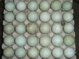 Maybe you would like to learn more about one of these? Jual Telur Bebek Di Tasikmalaya Jual Telur Bebek Mentah Tasikmalaya