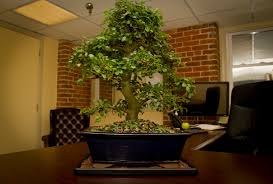 Specifically designed for ikebana and bonsai pruning. Five Reasons Everyone Loves The Chinese Elm Bonsai Outlet