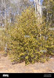 Image result for Androstachys