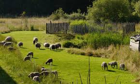 Ecopaturage Vertdeco A Magny Les Hameaux Agriculture Urbaine Jardins Travaux De Jardinage