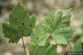 This is a guide about tomato plant leaves turning black. Maple Tree Diseases Lovetoknow