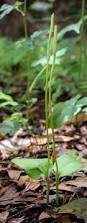 Image result for Ophioglossum reticulatum