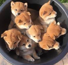 Our dogs are a part of our household and dwell in our residence. Puppy Piles Of Pure Pawfection Pictures In 2021 Cute Baby Animals Cute Animals Baby Animals
