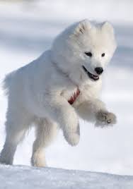 Samoyed Dog Snow White Miracle Of North Sponsored Snow Dog Samoyed North Miracle Ad Samoyed Dogs Dog Stock Images Samoyed