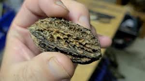 Image result for Buchnera nuttii