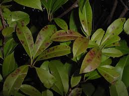 Other names of this disease include diplocarpon or fabrea leaf blight. Plantanswers Plant Answers The Unbeatable Foes