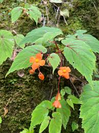 Image result for Vernonia sutherlandii