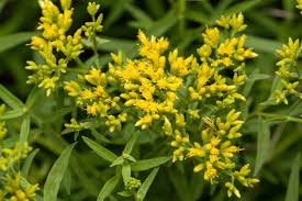 Image result for Asclepias graminifolia