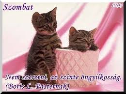 A Mosoly A Szivnek Vannak Ervei Nem Szeretni Az Igazi Szeretet Rozsas Szep Szerdat Kivanok Setalos Szep Keddet Kivanok Cats Kittens Kittens Cutest