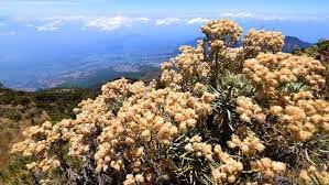 Edelweis bisa ditemukan di beberapa gunung di indonesia, seperti lawu, semeru, sindoro, papandayan, gede pangrango hingga merbabu. 91jygf8toerifm