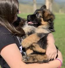 Ada German Shepherd Dog Puppy 593831 Puppyspot German Shepherd Dogs Dogs Shepherd Puppies