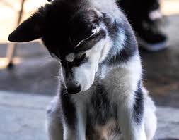 Some dogs will get an upset stomach — vomiting, diarrhea — from eating cat food, while some other dogs with a tougher stomach can handle cat food, she says. Decoding Your Dog S Poop