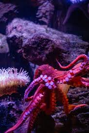 Birch Aquarium At Scripps Institution Of Oceanography Pin On San Diego Family