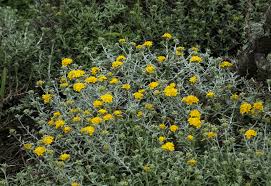 Image result for Cyrtorchis glaucifolia