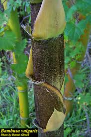 Image result for Bambusa vulgaris