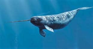 Check spelling or type a new query. Real Creatures Commonly Mistaken For Mythical Beasts Whalebone