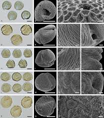 Image result for Hionanthera