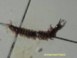 Cara mengusir kelabang dari rumah. Petanda Lipan Masuk Rumah