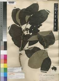 Image result for Multidentia crassa