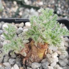 Image result for Pelargonium apetalum