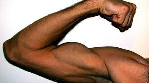 How do skeletal muscles move? Vitamin E Is Vital To Building Muscles And Repairing Cells Say Researchers