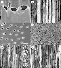 Image result for Voacanga chalotiana