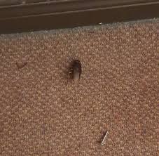 They often enter your home undetected in luggage, clothing, and used beds or couches. Clogged Toilets Bedbugs And Dodgy Food Kl Hotel Housing Quarantine People Sparks Outcry World Of Buzz