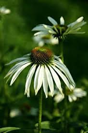 Die Gartenbotschafterin Was Bluht Jetzt Gerade Im Weissen Garten Weissen Garten Garten Kleiner Garten