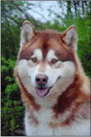 Submitted 6 days ago by adaberny. Fellfarben Alaskan Malamute Alaskan Malamute Club E V