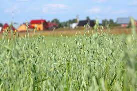 Horses Grazing Oat Pastures The Horse