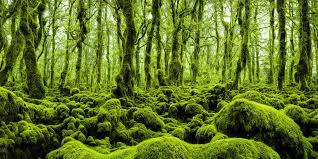 Lush Forest Backgrounds