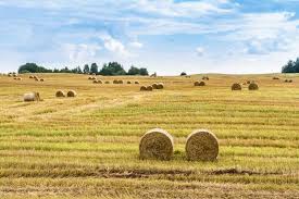 Fardos Redondos De Feno Em Terras Agricolas Com Ceu Azul Nublado Imagem De Stock Imagem De Campo Nave 194901337