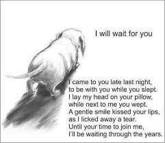 We commit our friend and companion name of pet into your loving hands. Pet Loss And Bereavement Animal Health Foundation Blog