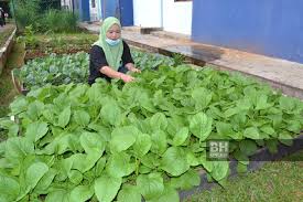Sanitasi bukan berarti menghalau segala hama ada di kebun. Program Kebun Komuniti Jimat Belanja Dapur